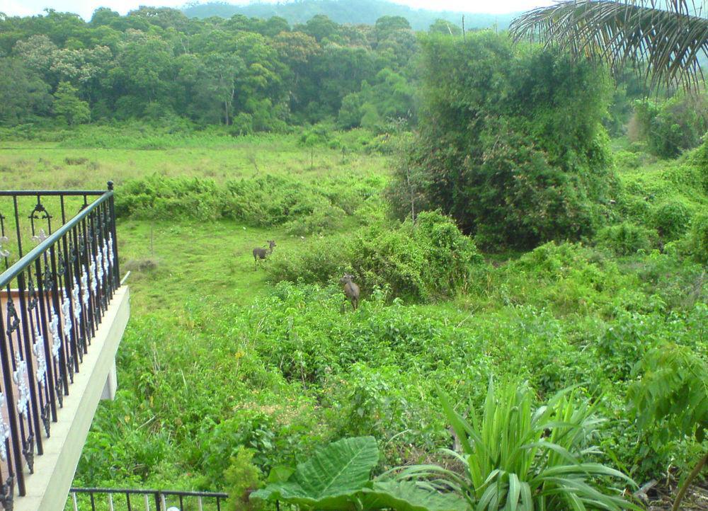Jungle Palace * Thekkady